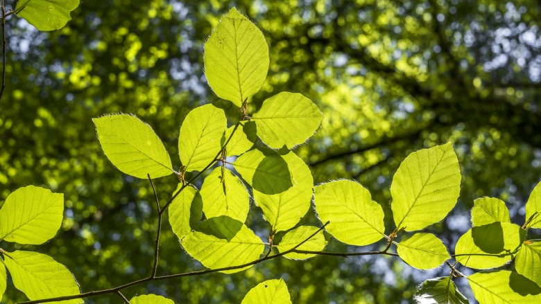 Широколиственный лес листья