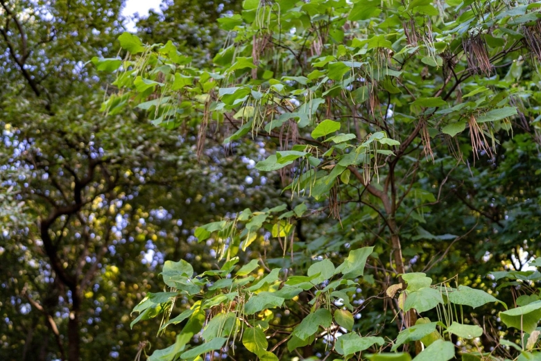 Флора дальнего Востока