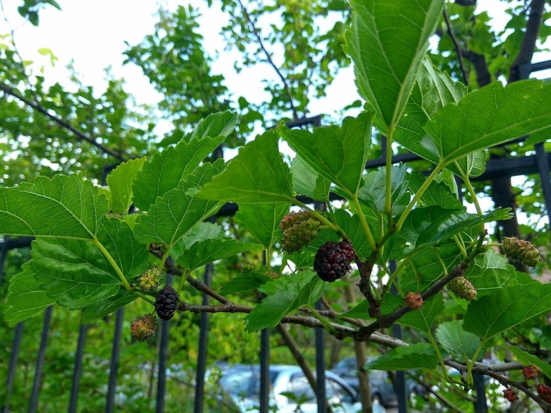 Mulberry tree morus