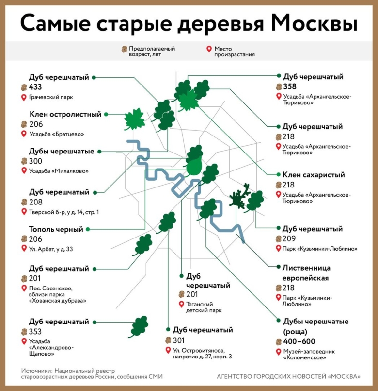 Самое старое дерево в Москве
