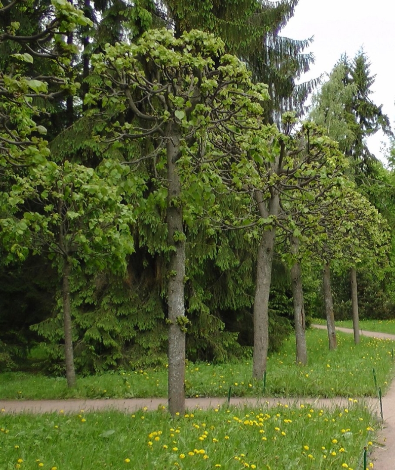 Деревья Подмосковья еоллжа