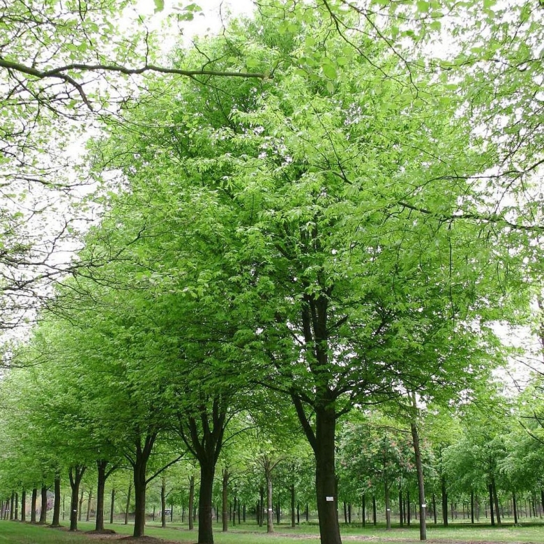 Клен серебристый Лациниатум Виери