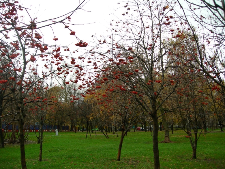 Деревья москвы