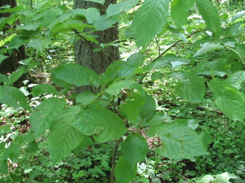 Ольха сердцевидная