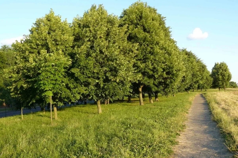 Липа Сибирская мелколистная