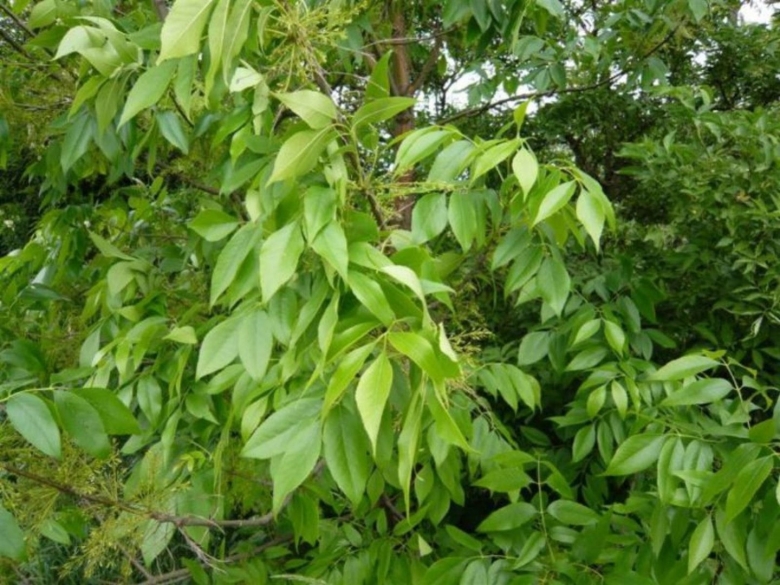 Ясень обыкновенный fraxinus excelsior