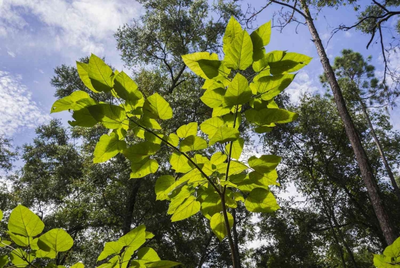 Катальпа Ташкентская дерево
