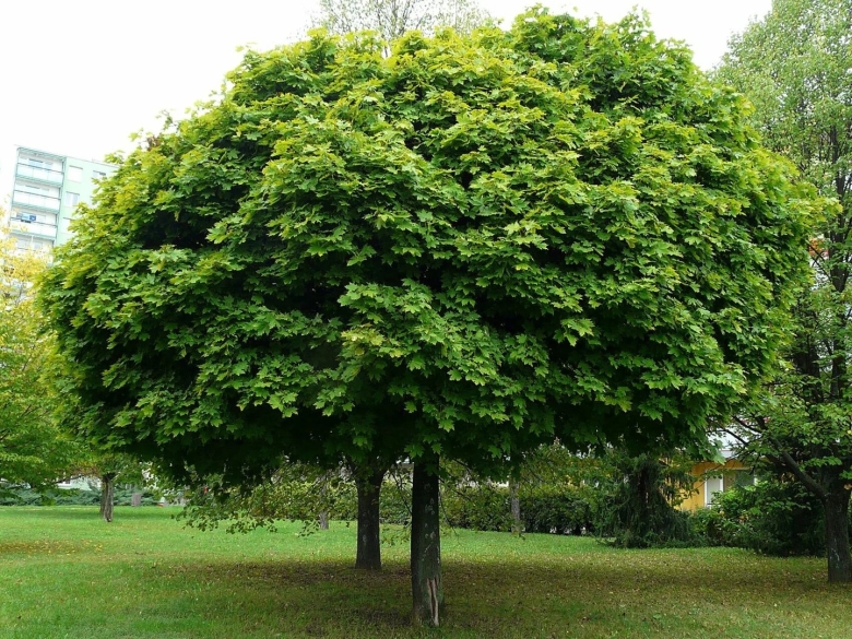 Клен остролистный глобозум