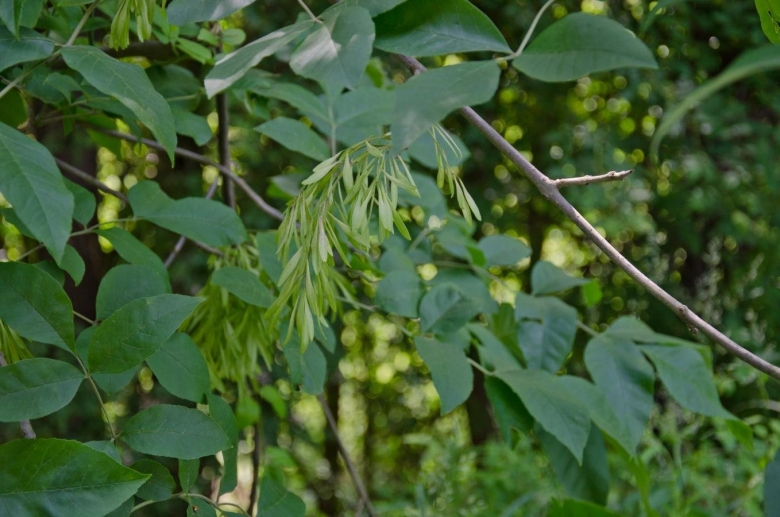 Ясень пенсильванский Fraxinus pennsylvanica