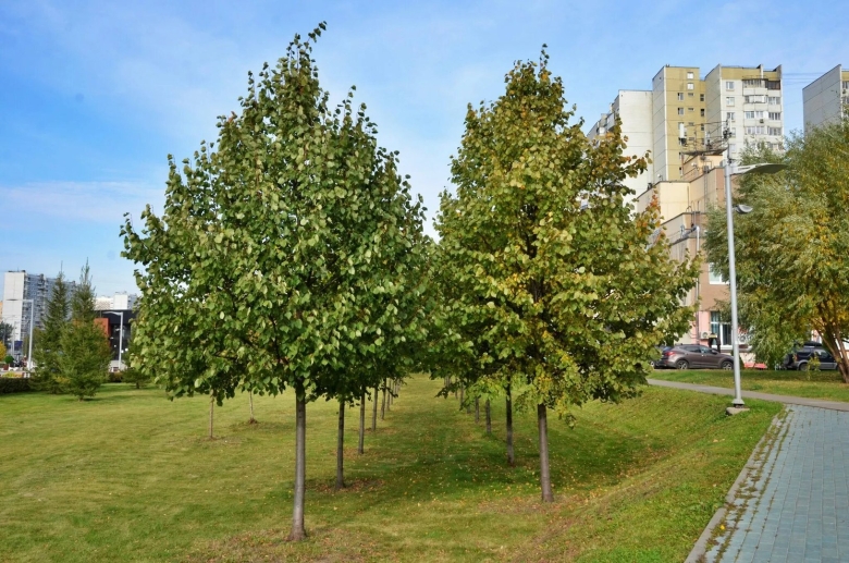 Клен полевой дендропарк