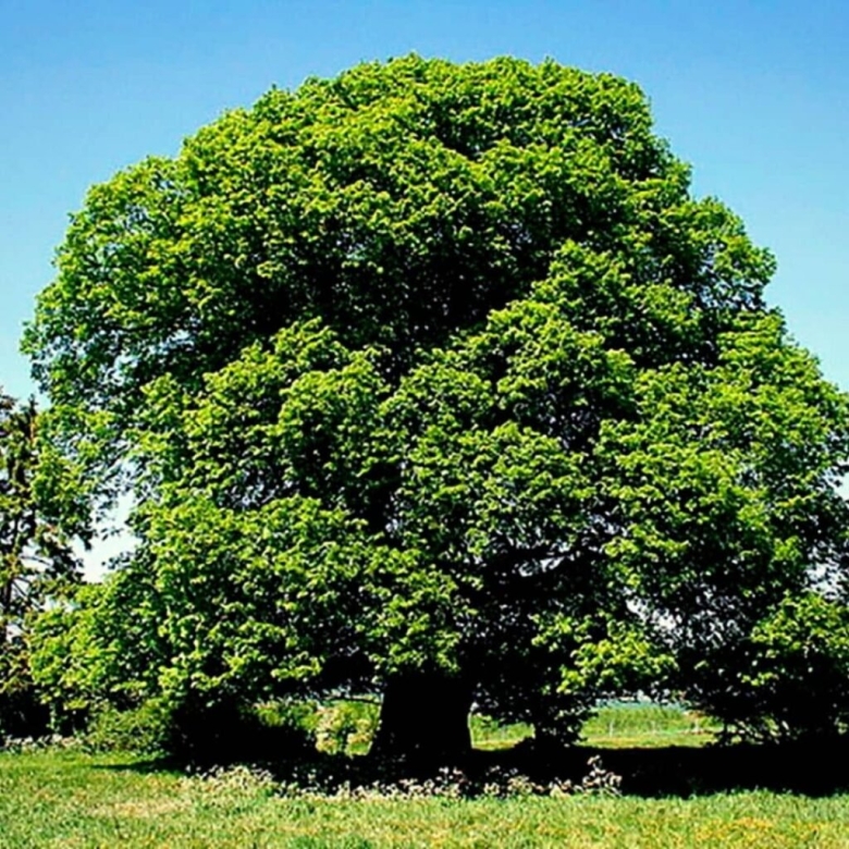 Липа европейская крупнолистная