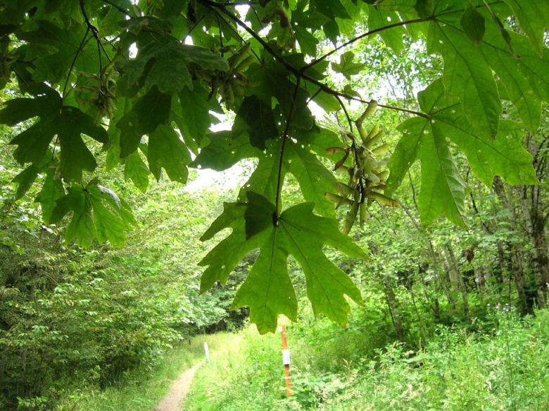 Лиственные деревья крыма