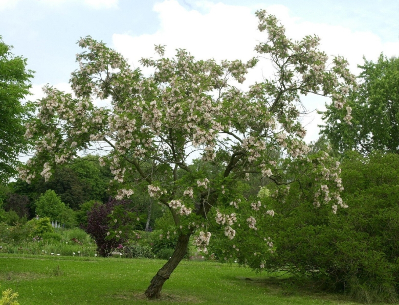 Катальпа бигнониевидная дерево