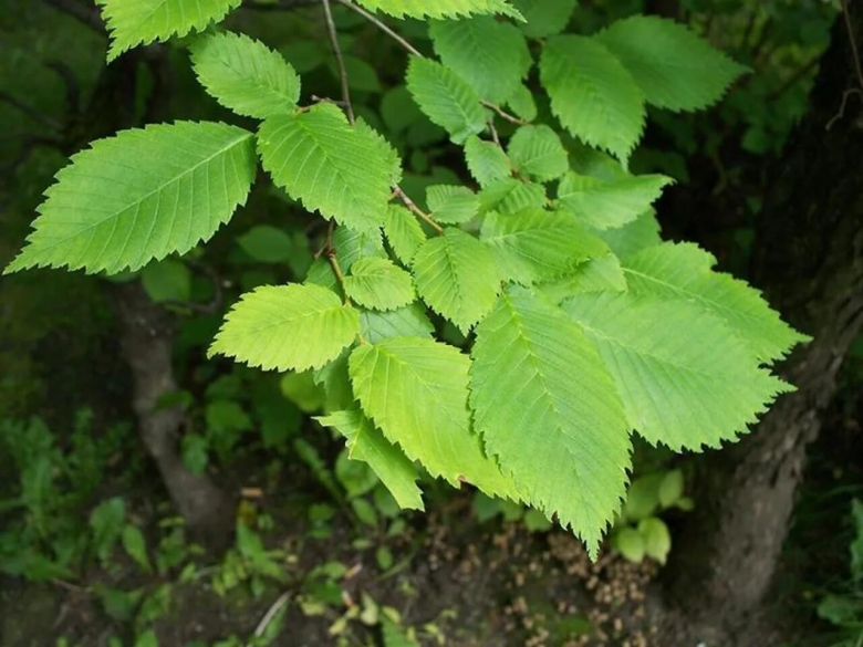 Вяз гладкий ulmus laevis