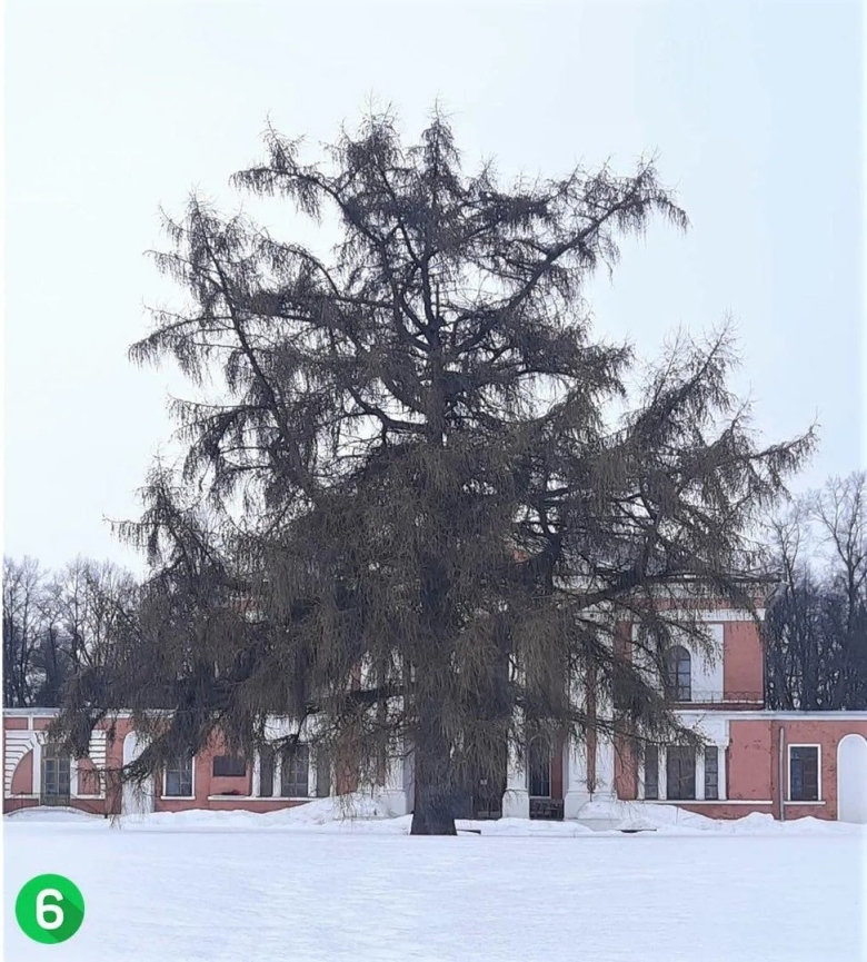 Деревья подмосковья