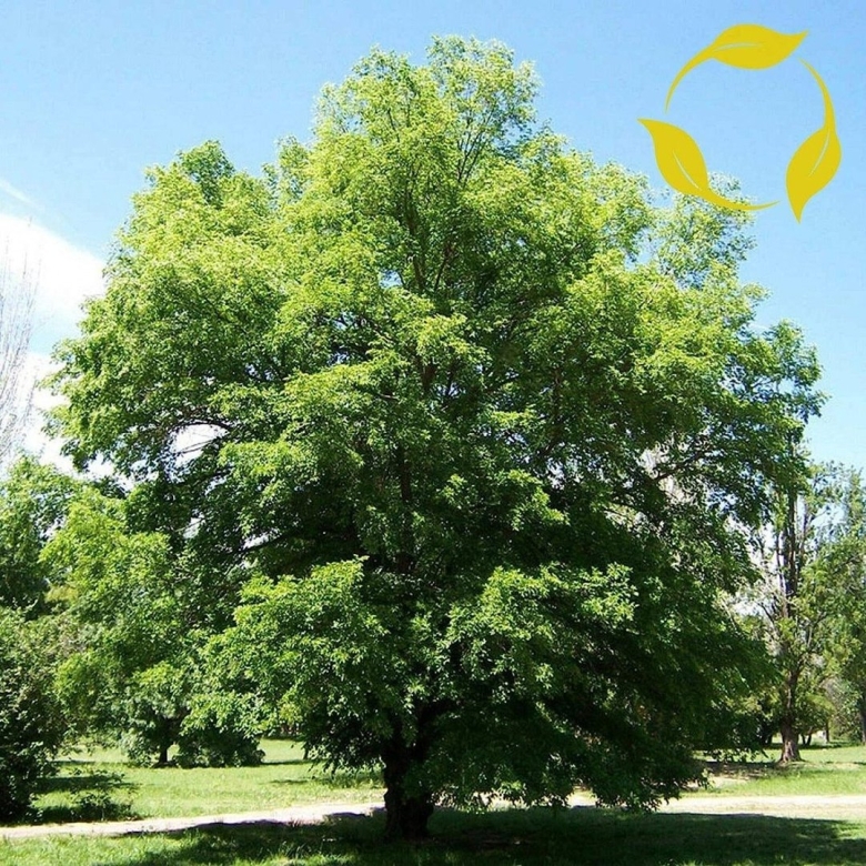 Вяз Сибирский дерево