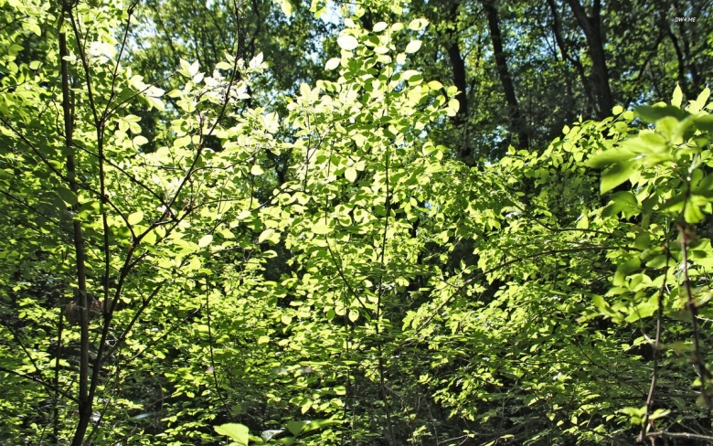 Подлесок кустарниковый ярус