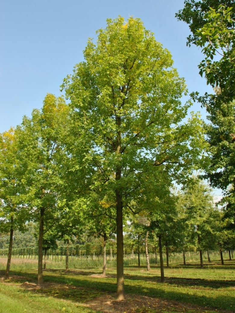 Ясень пенсильванский Fraxinus pennsylvanica