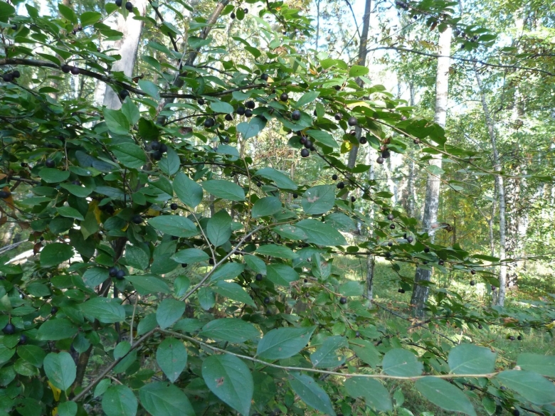 Rhamnus cathartica