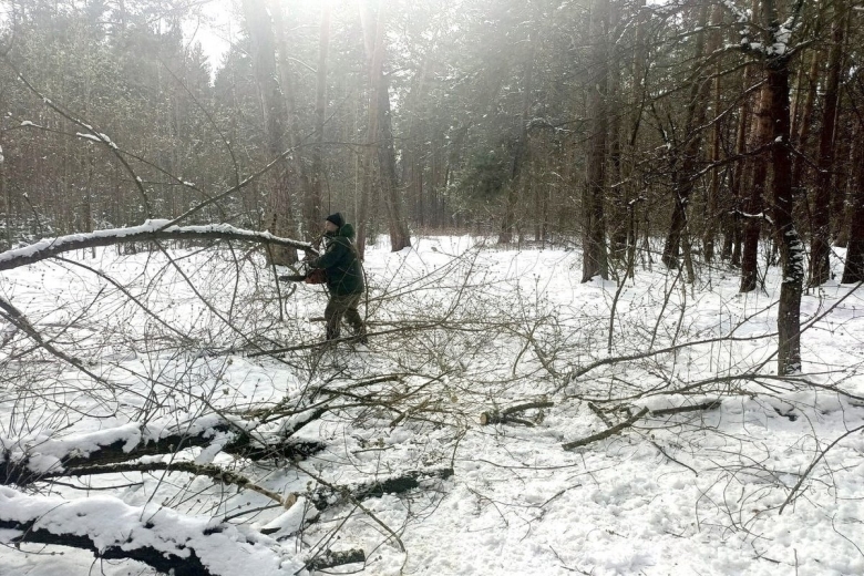 В зимнем лесу