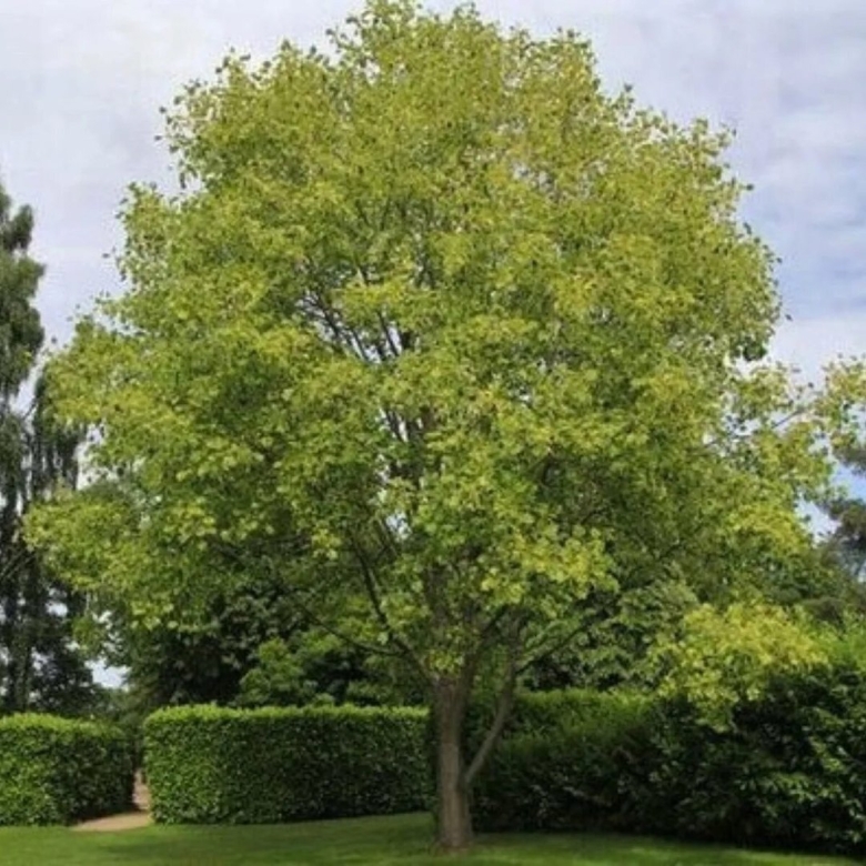 Liriodendron tulipifera Aureomarginatum