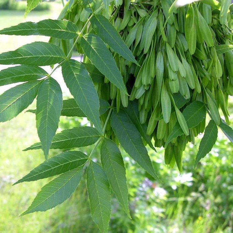 Ясень пенсильванский fraxinus pennsylvanica
