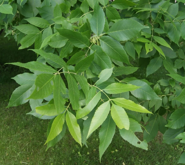 Ясень обыкновенный fraxinus excelsior