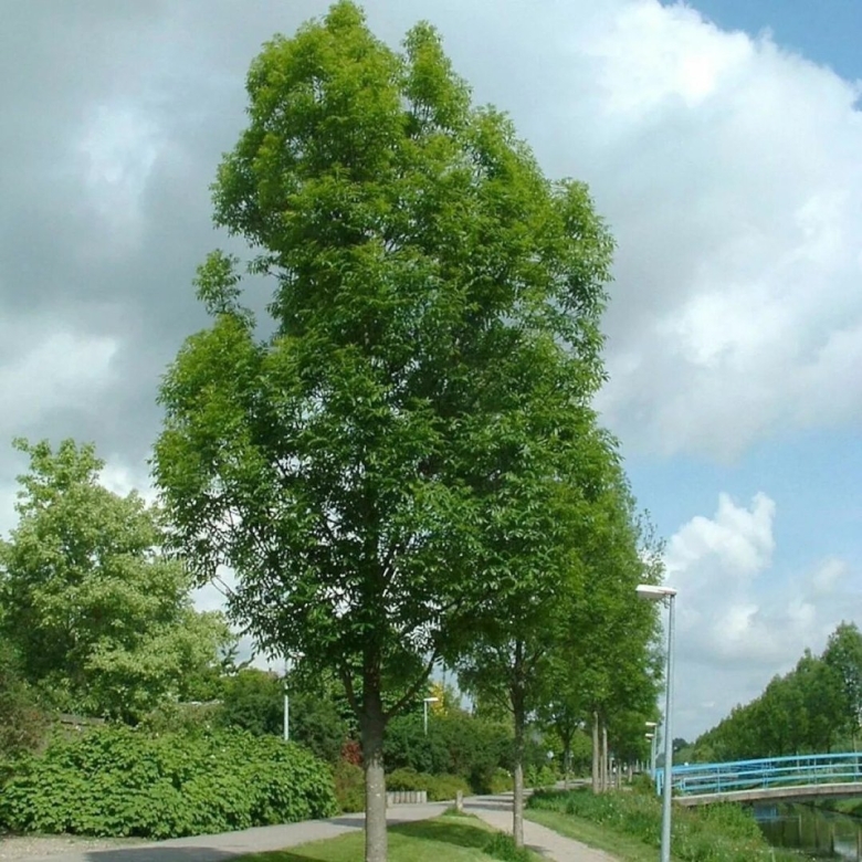 Ясень обыкновенный Fraxinus Excelsior