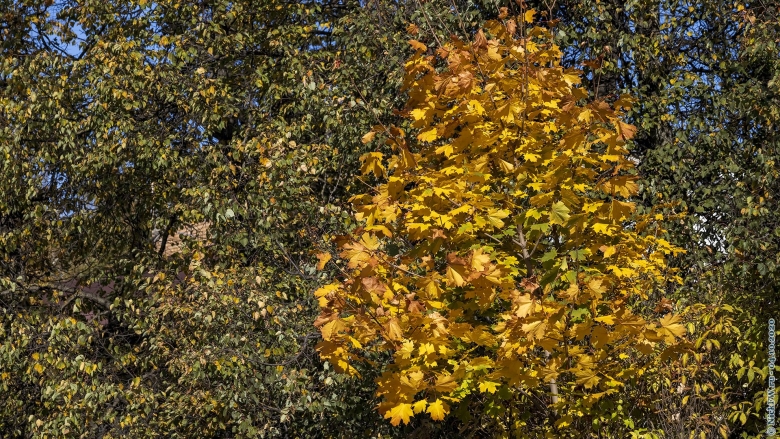 Клён ясенелистный древесина