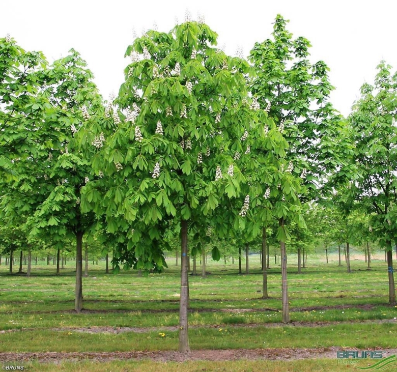 Каштан конский дерево