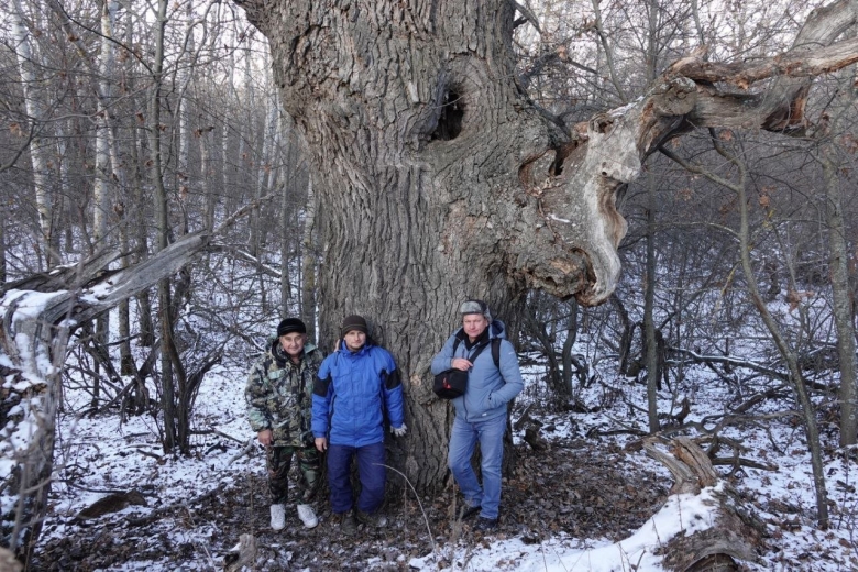 Дуб великан саратов кумысная поляна