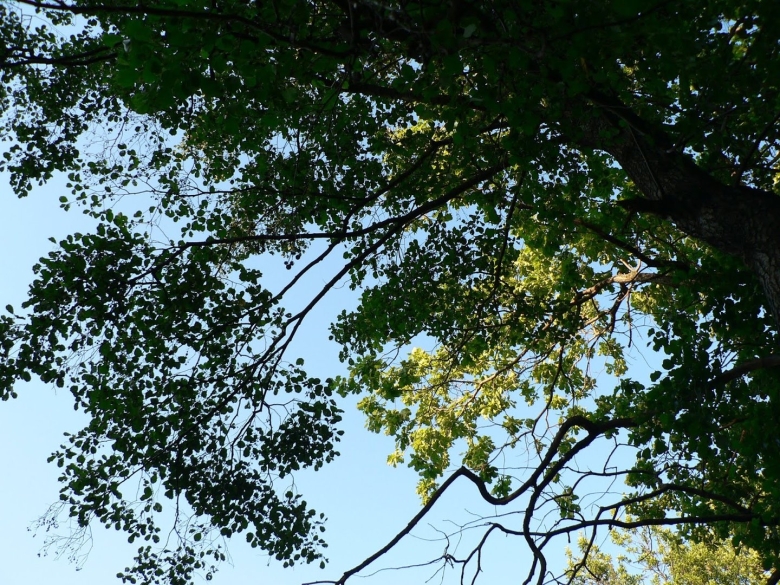 Деревья средней полосы России