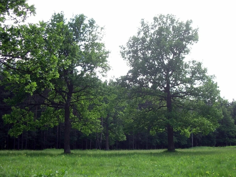 Дубрава дубовая роща