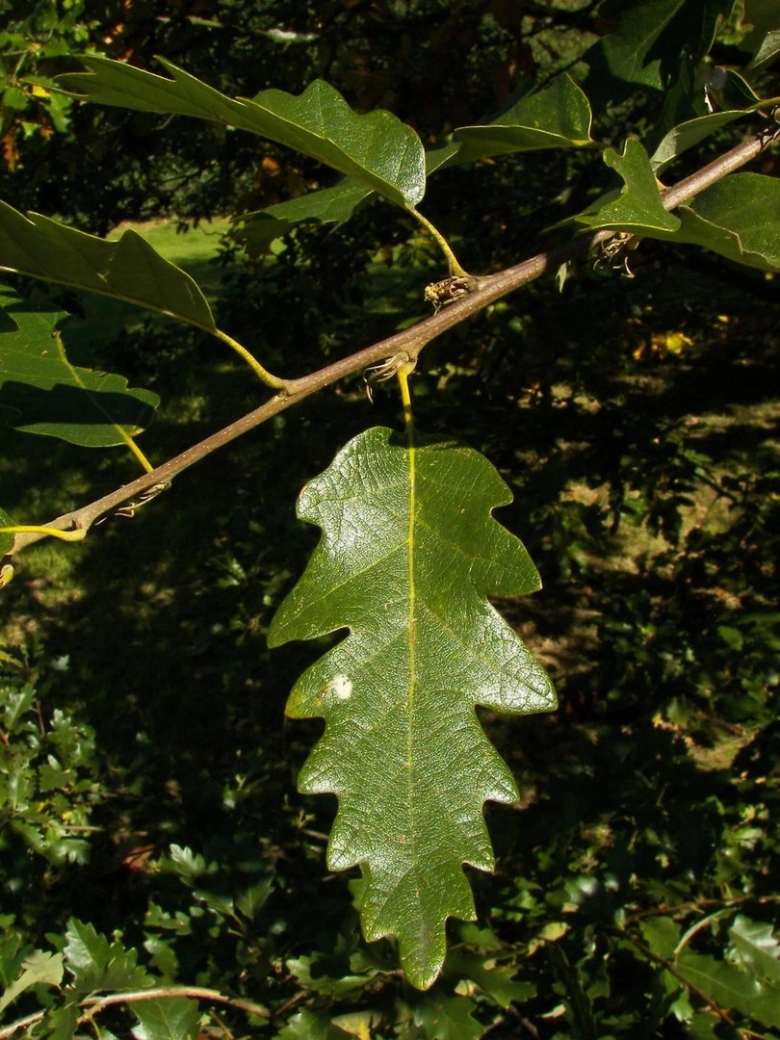 Quercus chrysolepis