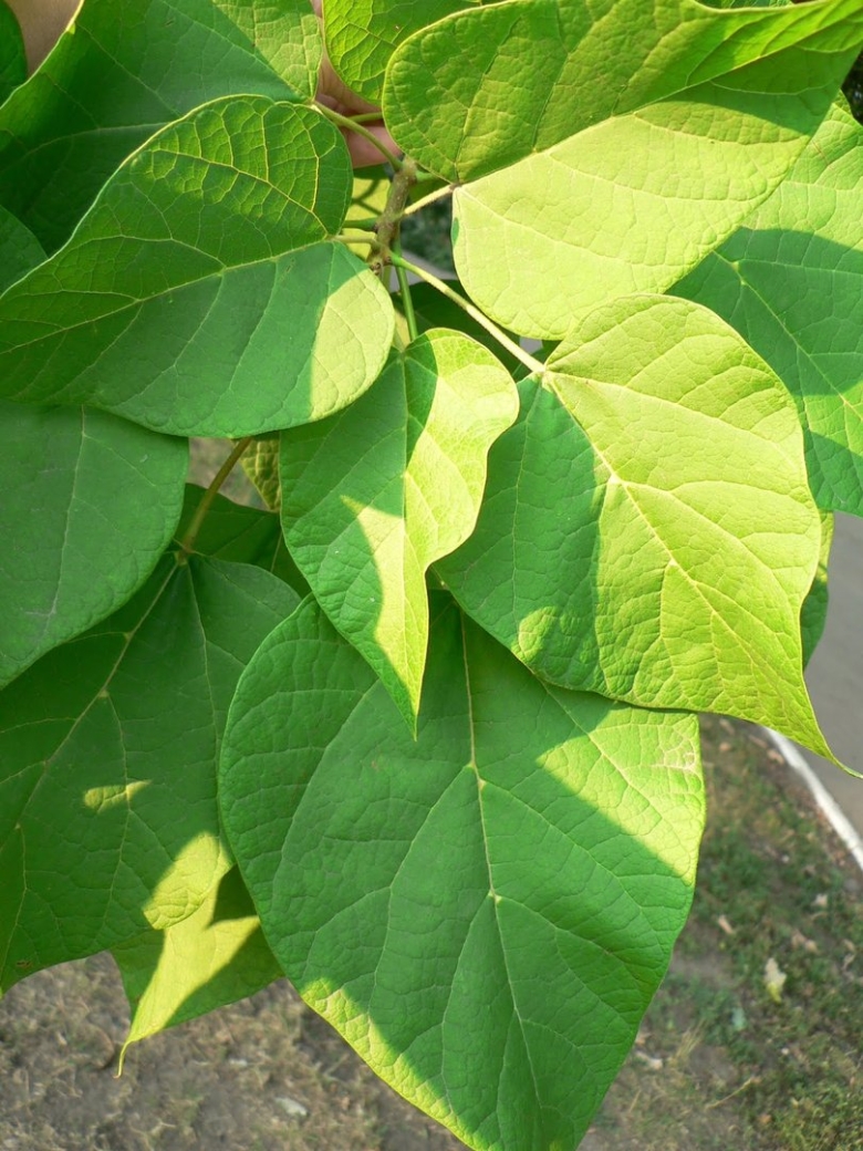 Дерево с крупными листьями