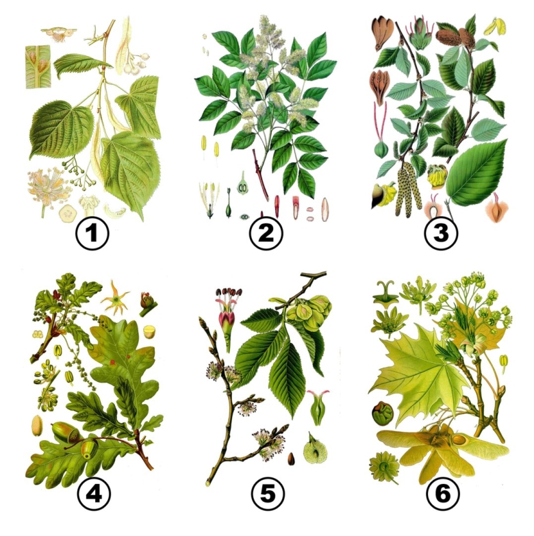 Берёза вишнёвая bétula lénta