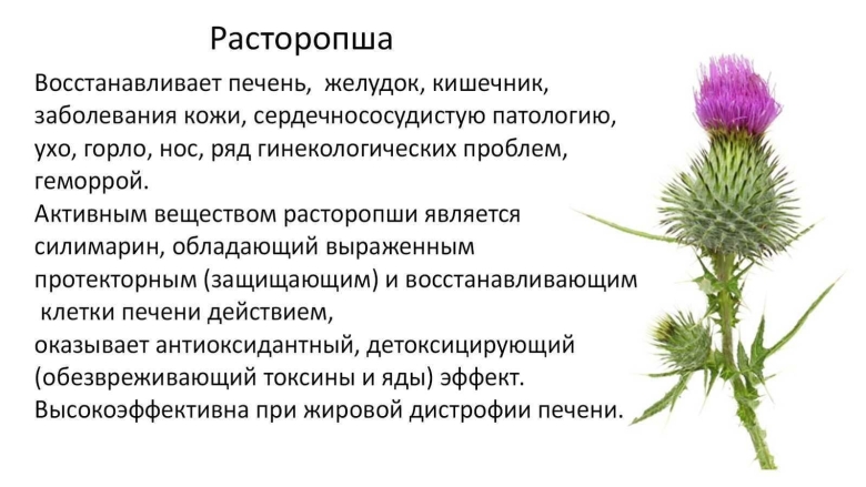 Расторопша чертополох татарник