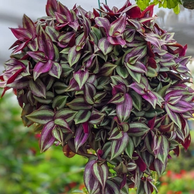 Зебрина пурпур Милано