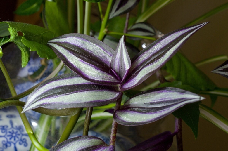 Tradescantia zebrina