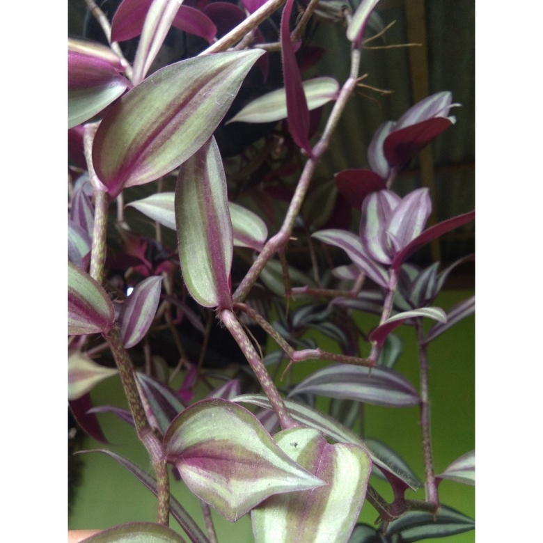 Традесканция броссельфельда