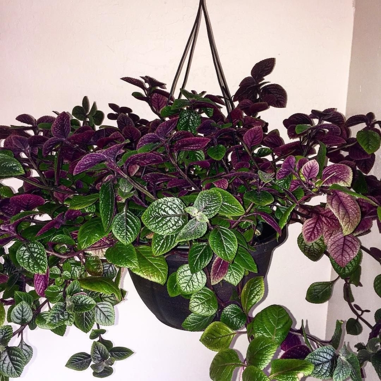 Плектрантус реснитчатый