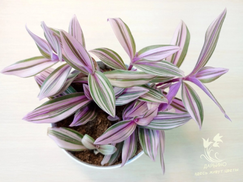 Традесканция сеткреазия