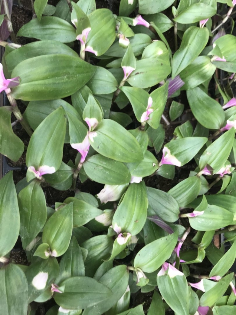 Традесканция блашинг брайд