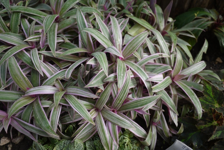 Tradescantia spathacea