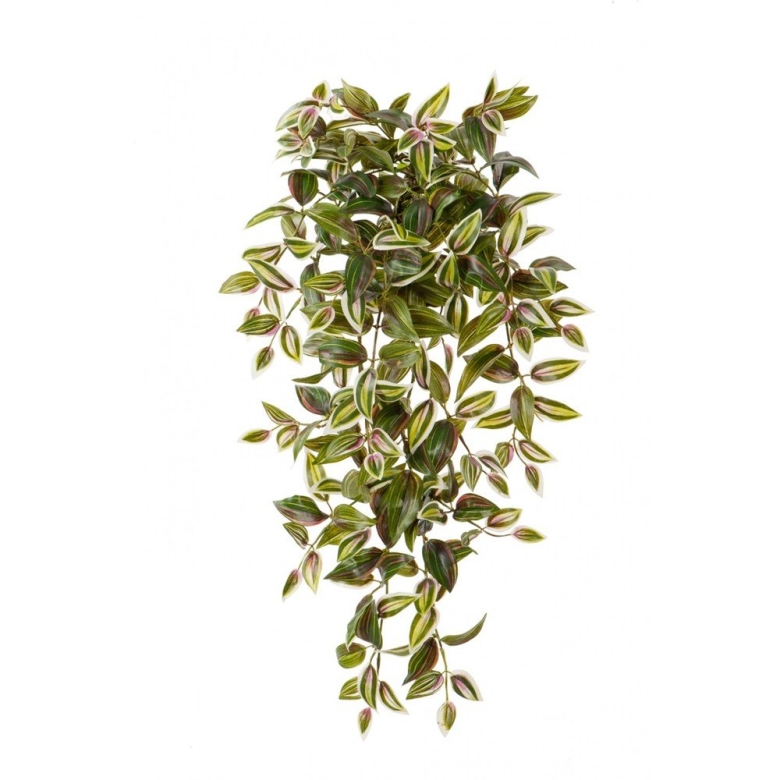 Традесканция Приречная ампельная