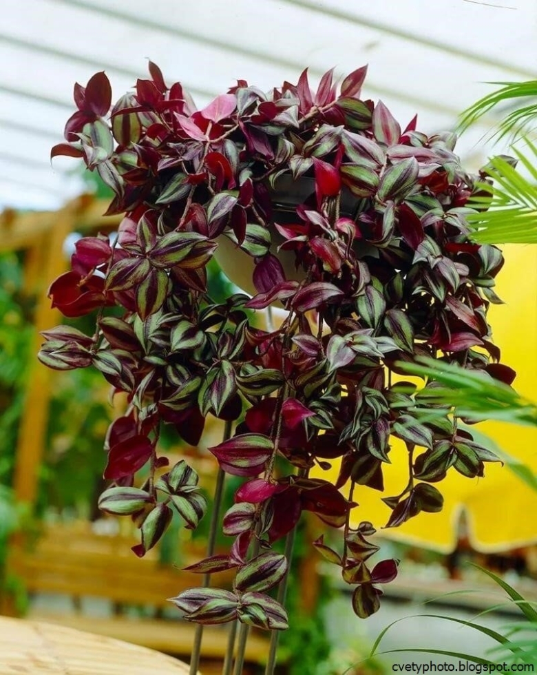 Традесканция краснолистная