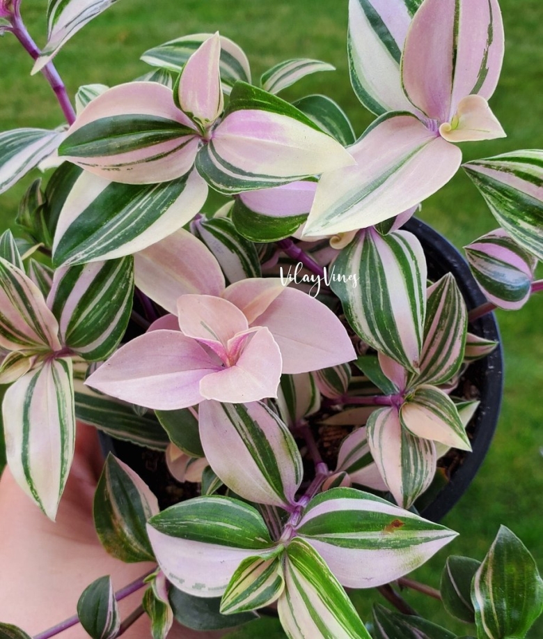 Традесканция тайская квадриколор