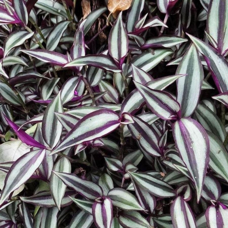 Традесканция зебрина Пурпуза
