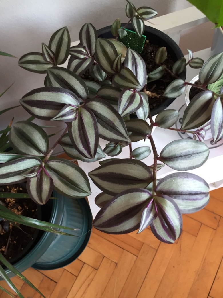 Традесканция зебрина квадриколор