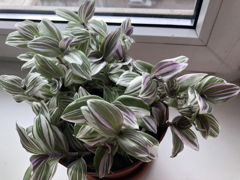 Традесканция Квин Альвер